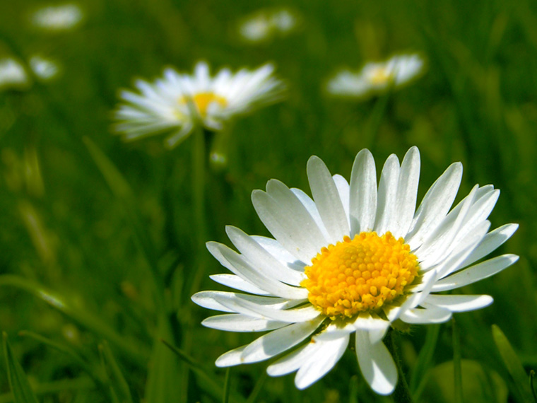 Daisy