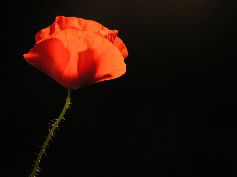 Poppy
