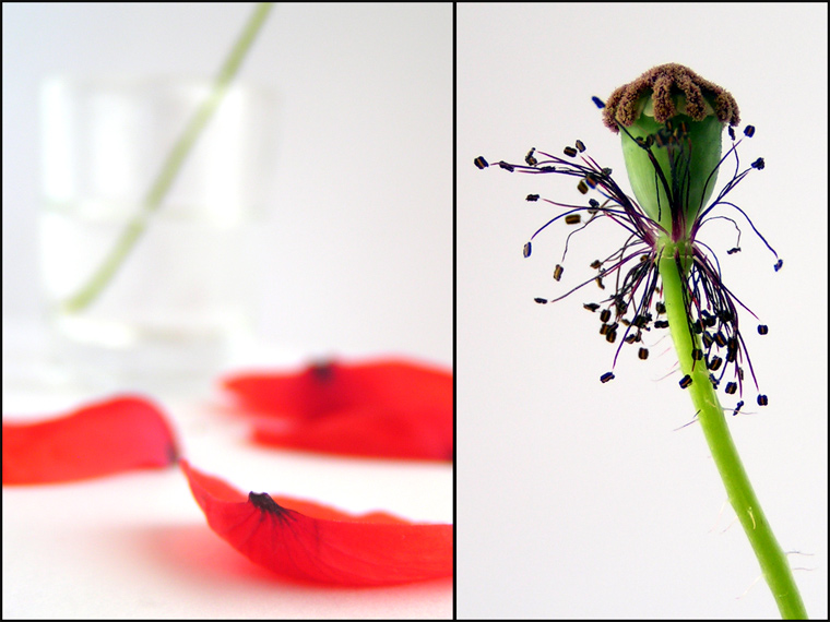 Poppy Petals