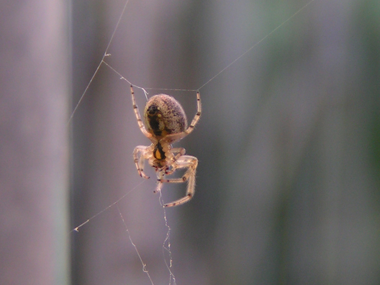 Little spider