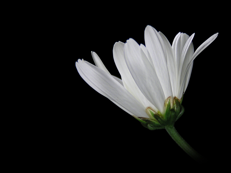 White Chrysanthemum