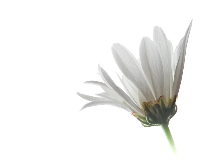 White Chrysanthemum on white
