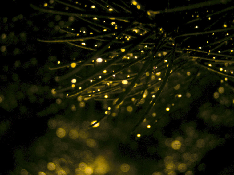 Out of focus