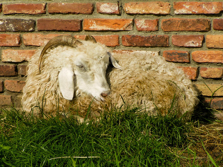 Sheep