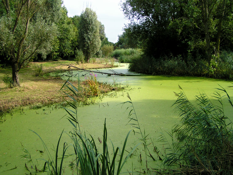 Green is not always grass