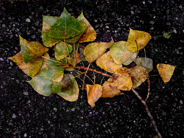 Fallen