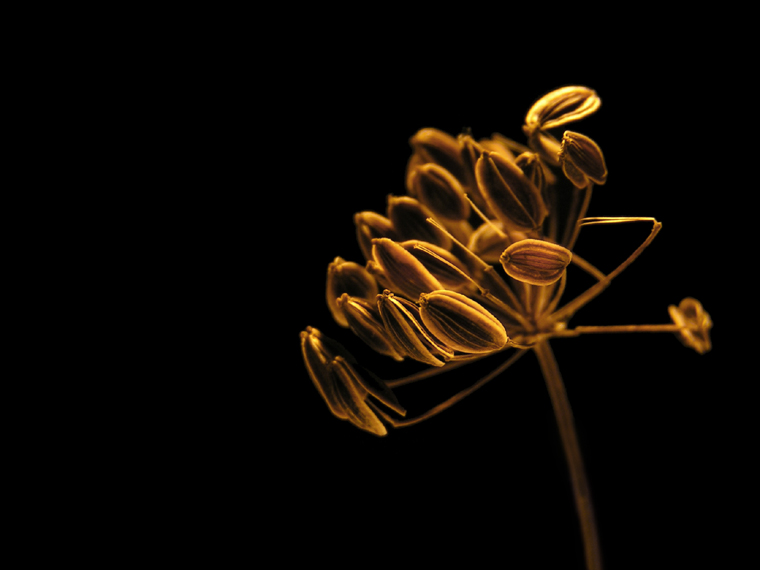 Dill seed