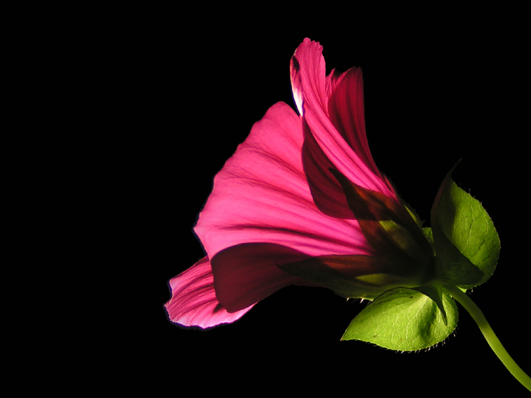 Dark pink