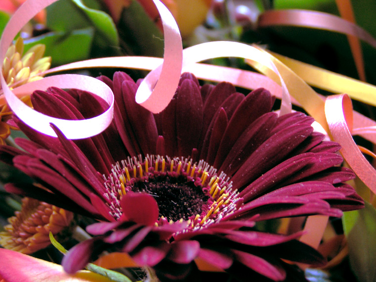 Festive flower