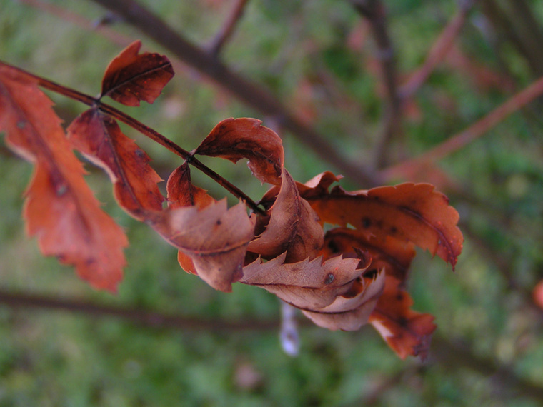 Curly autumn