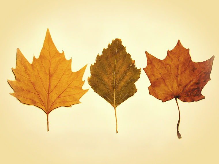 Leaves