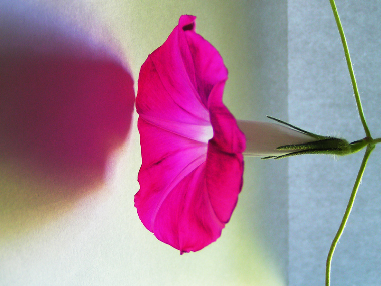 Bindweed