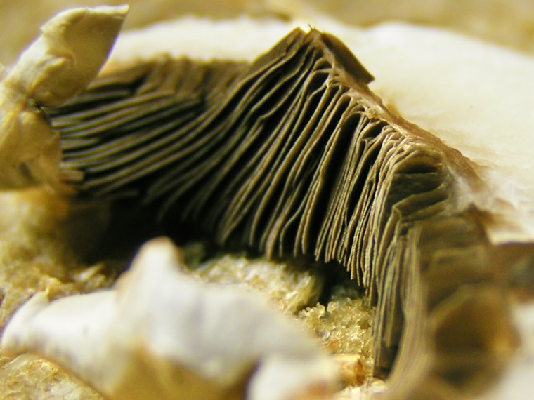 Gills