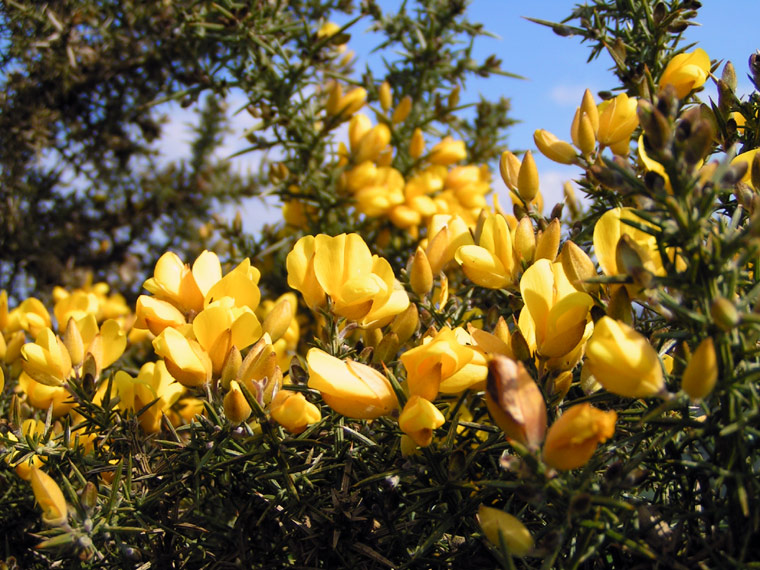 Prickly yellow