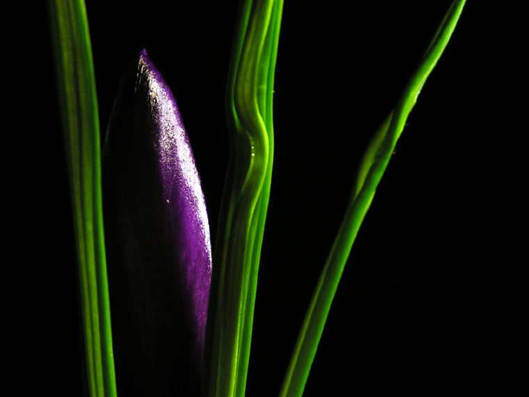 Crocus