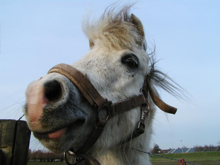 Mr Ed