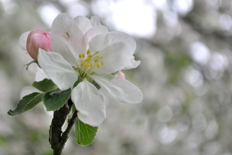 Blossom