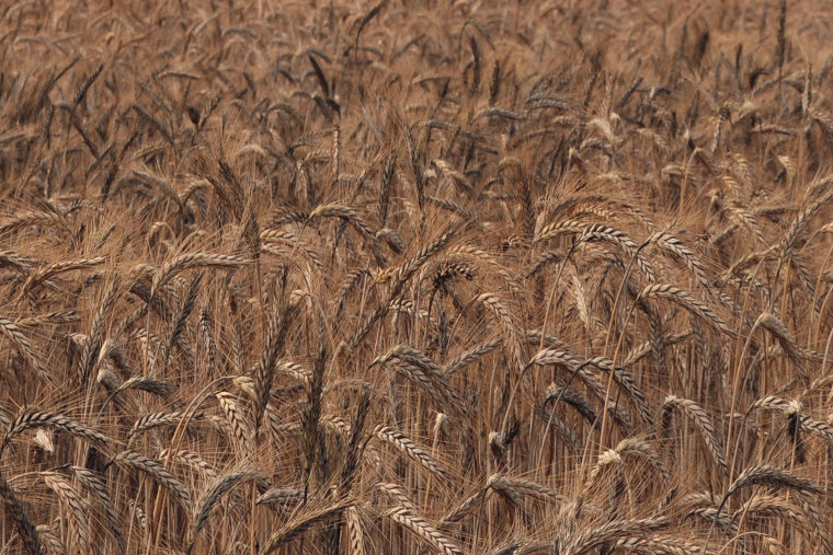 Rye