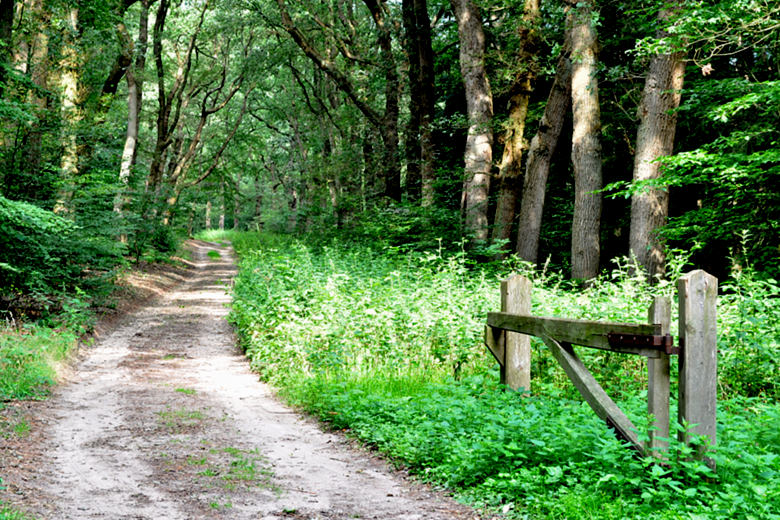 Sand path