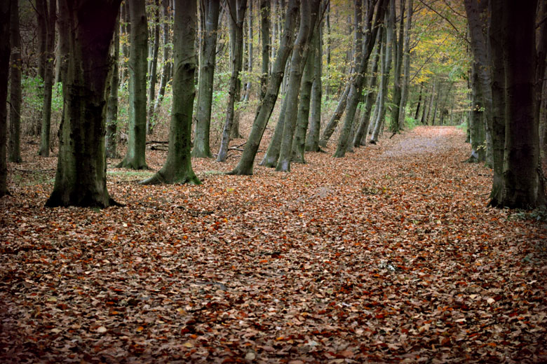 Path