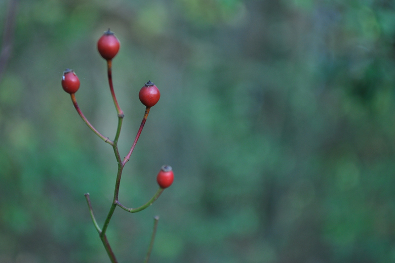Red on green