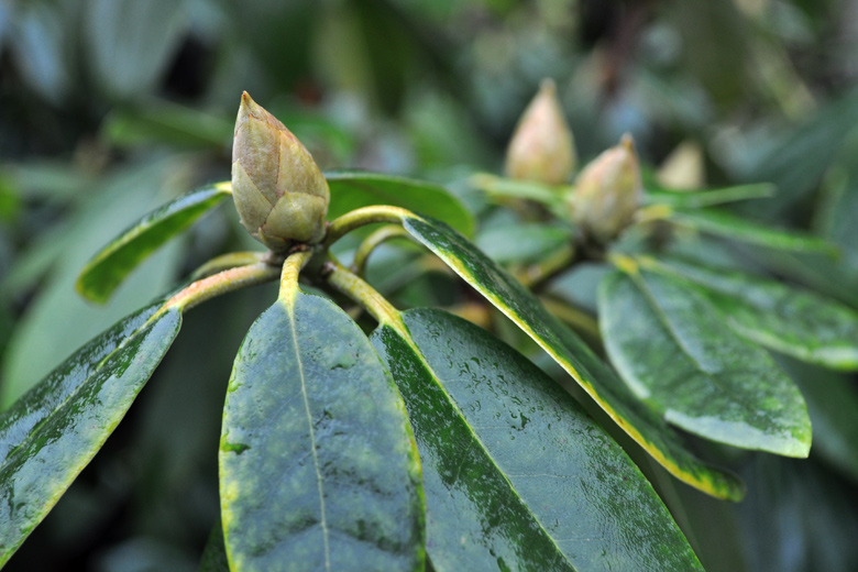 Buds