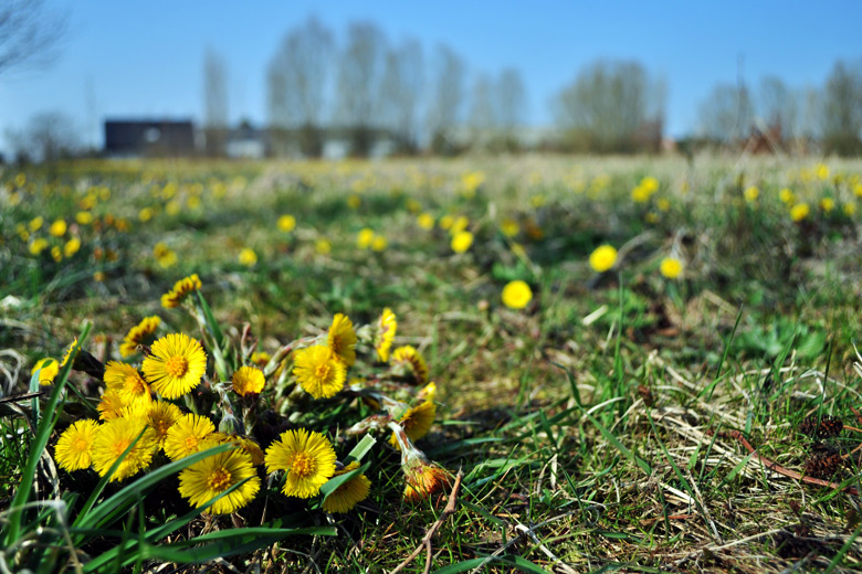 Coltsfoot