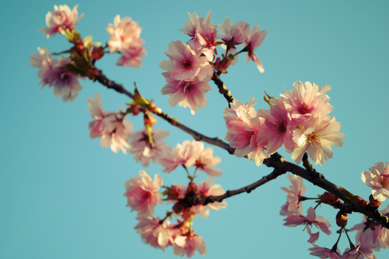 Cherry blossom