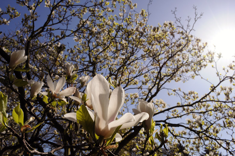 Magnolia
