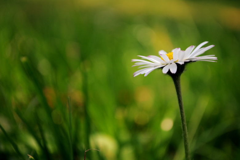 Daisy