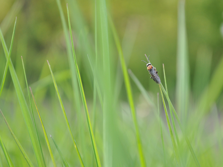 Fly