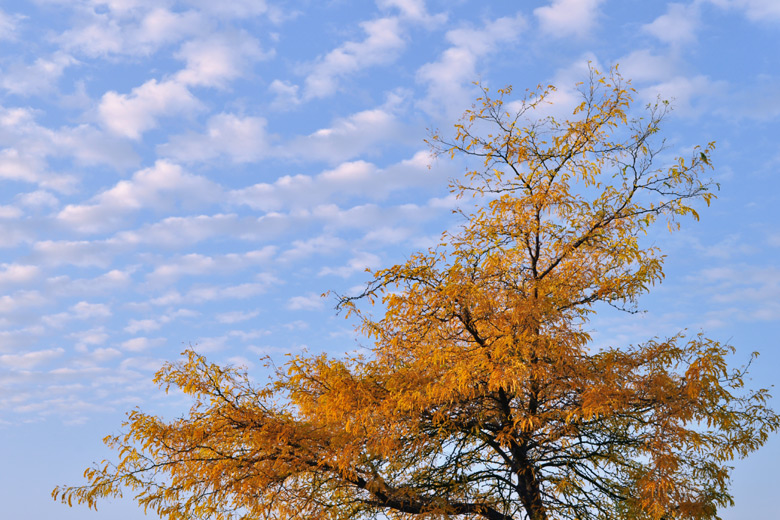 Autumn 2012