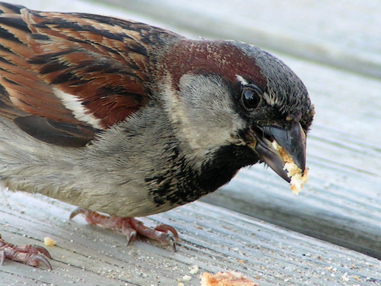 Sparrow