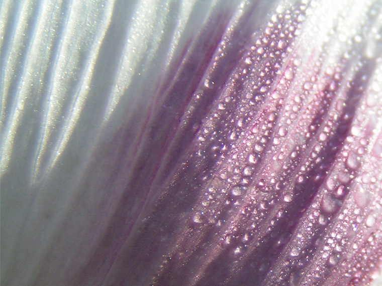 Dewed poppy petal